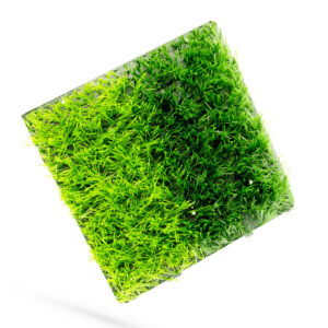 euro grass